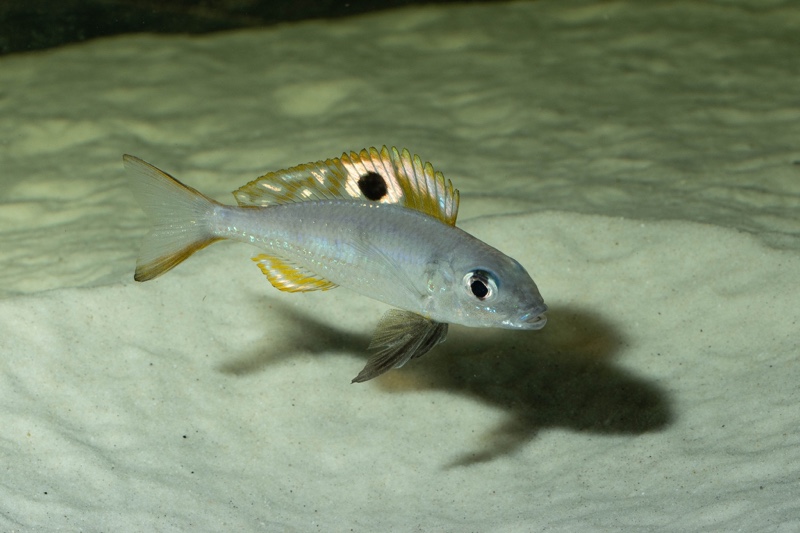 Ectodus descampsii 'Mvuna Island'